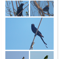 28) 2017 May Krr Krr Studies - Vettuvankeni Marsh Birds