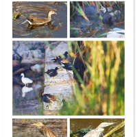 29) 2017 May Krr Krr Studies - Vettuvankeni Marsh Birds